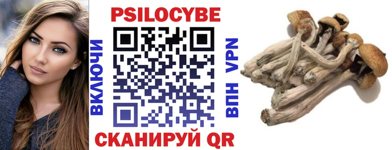 Купить  Дубовка  Псилоцибиновые грибы Cubensis 